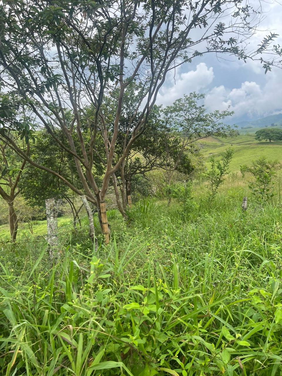 Venta de Lote en Tuluá, Valle del Cauca corregimiento la Iberia - Imagen 15