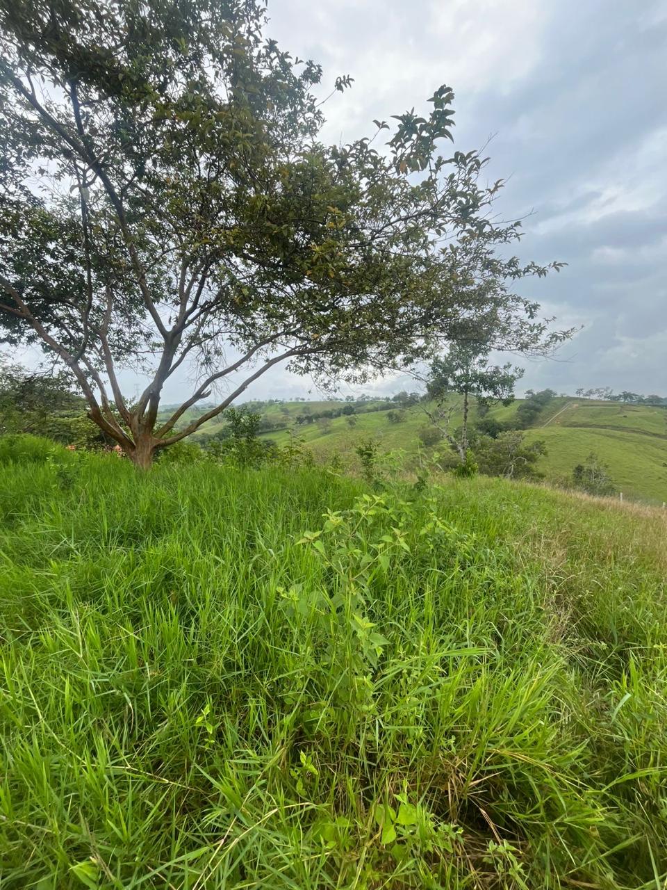 Venta de Lote en Tuluá, Valle del Cauca corregimiento la Iberia - Imagen 9