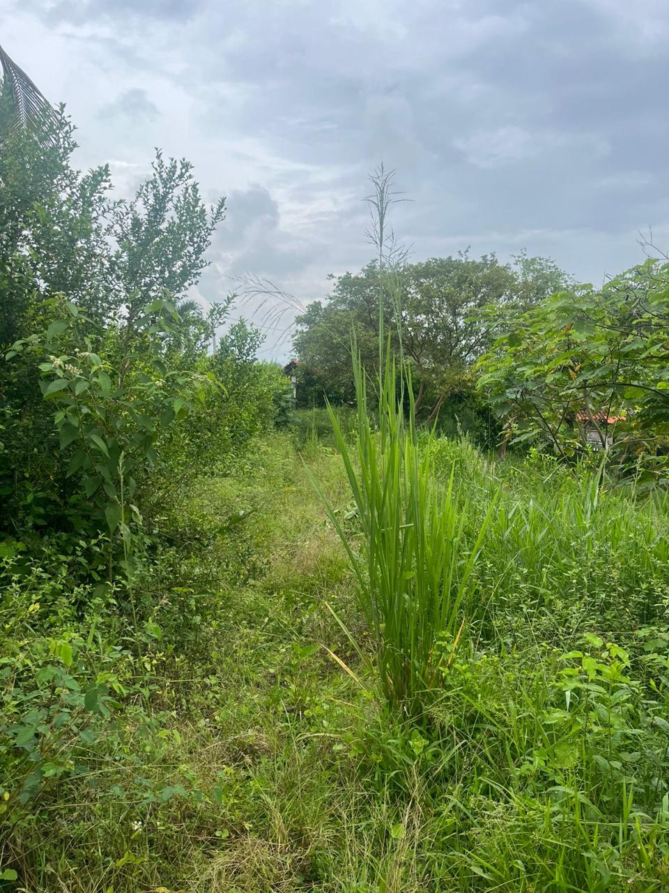 Venta de Lote en Tuluá, Valle del Cauca corregimiento la Iberia - Imagen 31