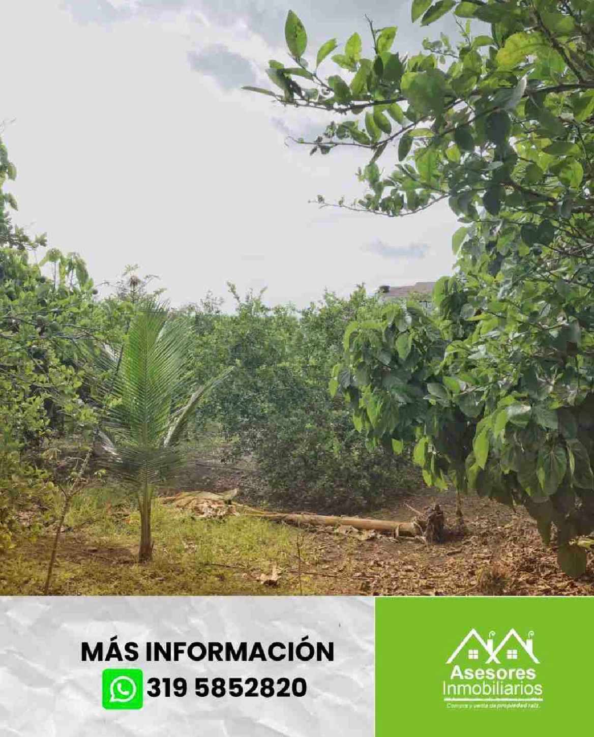 venta de lote campestre en andalucía valle - Imagen 3