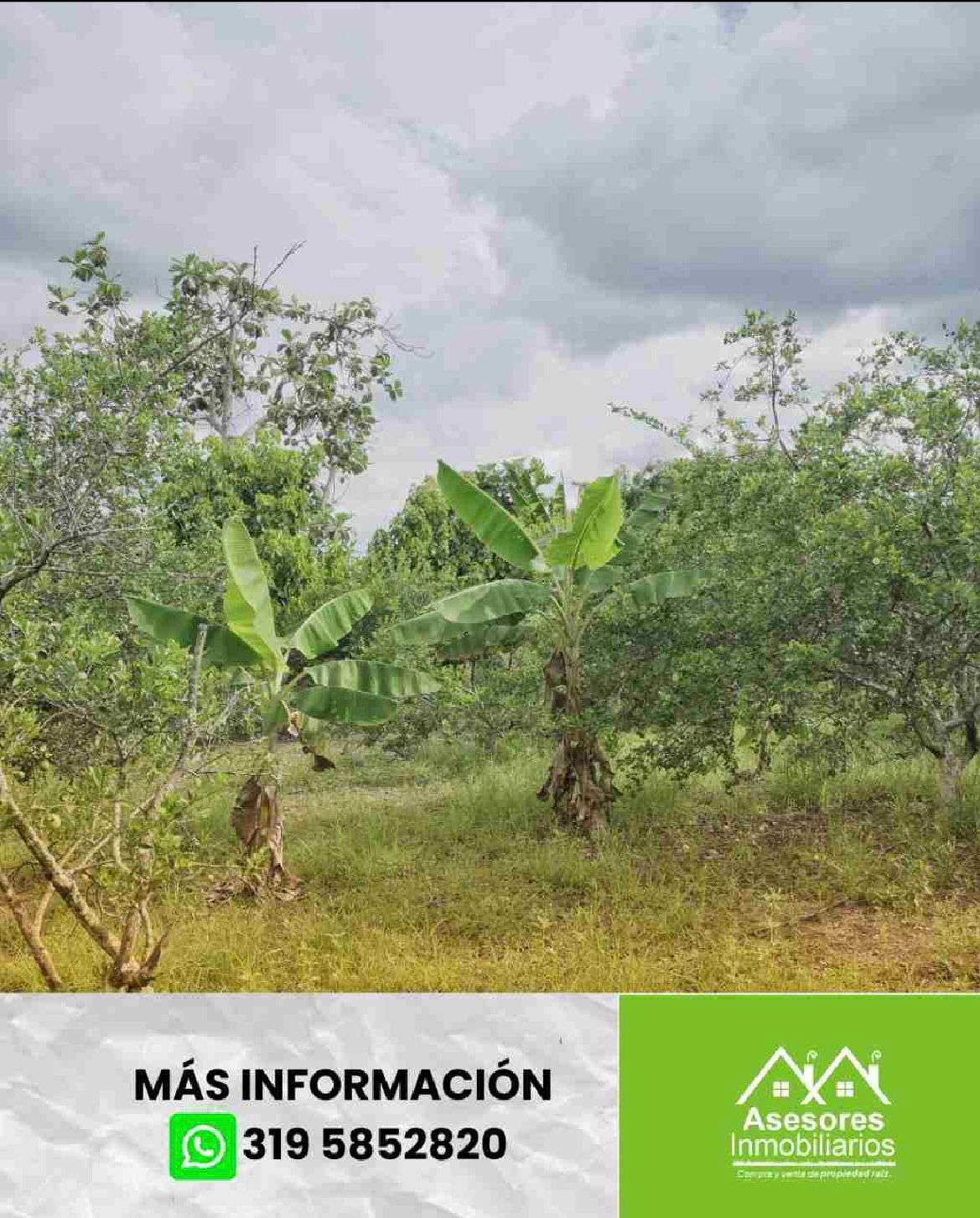 venta de lote campestre en andalucía valle - Imagen 5