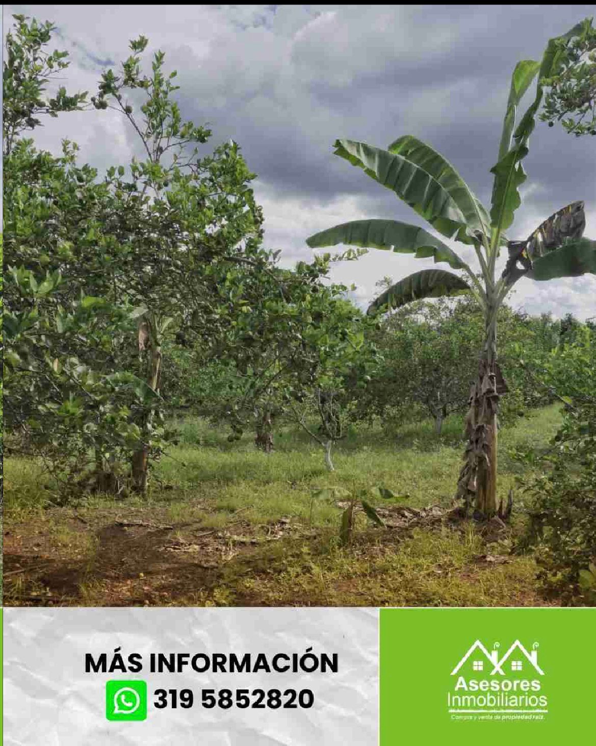 venta de lote campestre en andalucía valle - Imagen 8