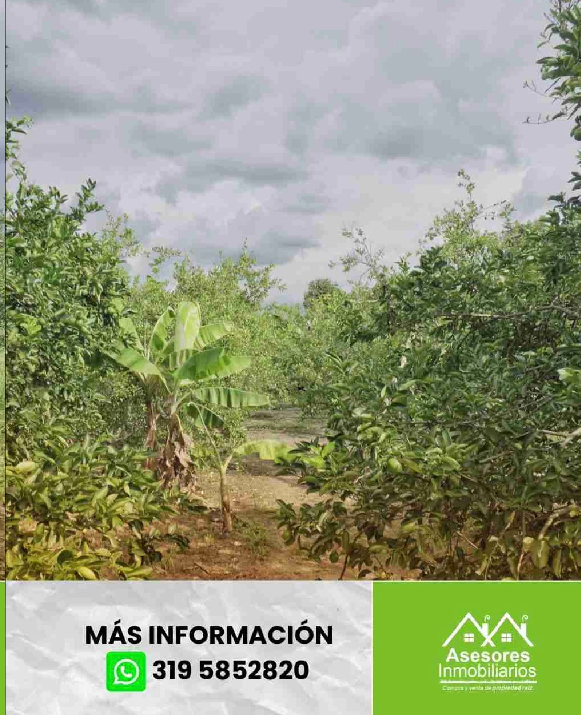 venta de lote campestre en andalucía valle - Imagen 9