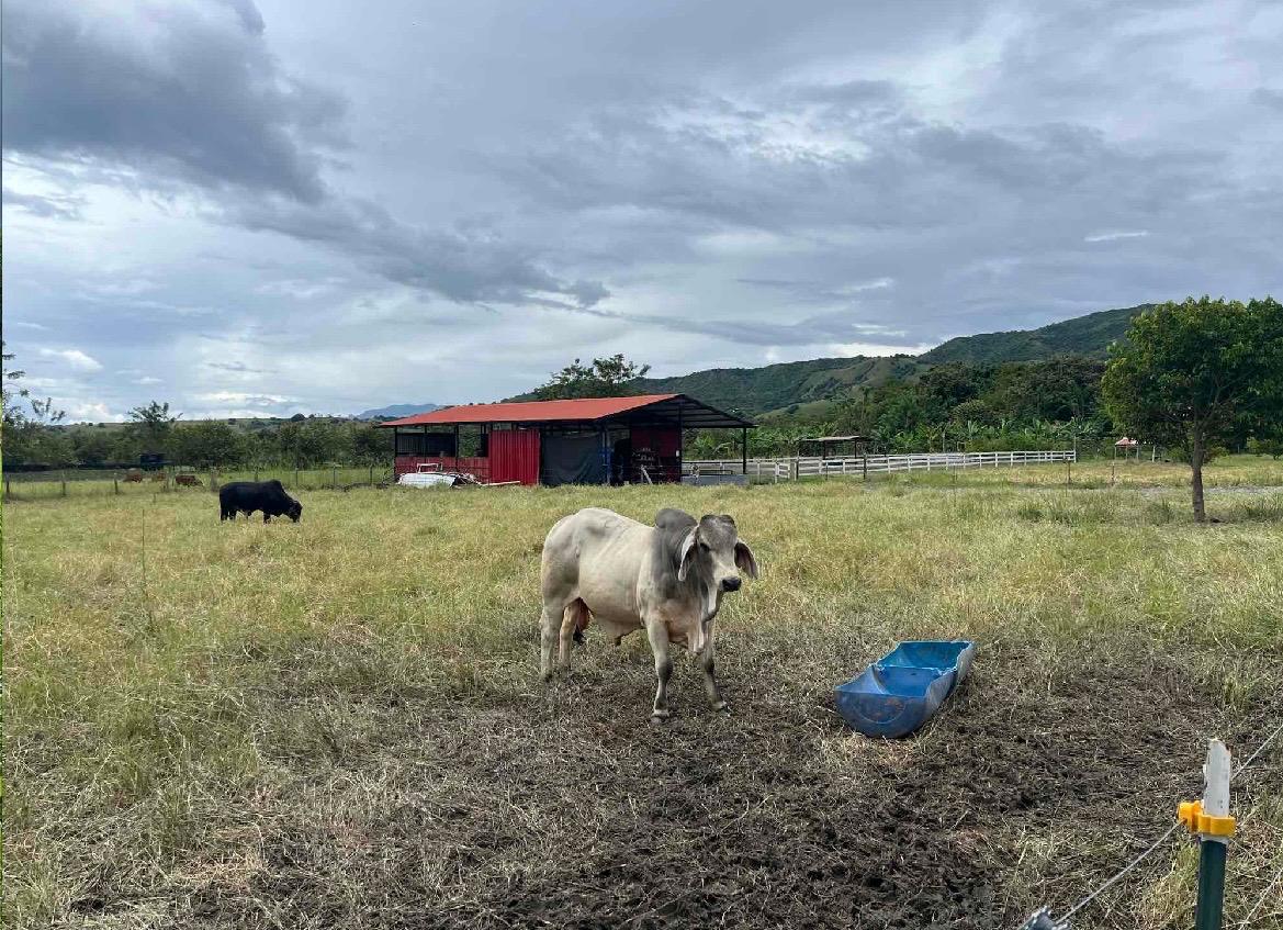 venta de lote en San Pedro valle del cauca corregimiento de los chancos - Imagen 2