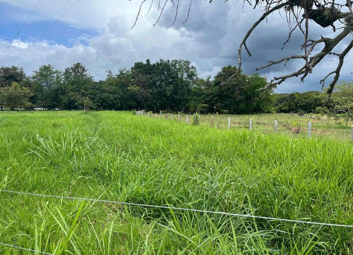 venta de lote en San Pedro valle del cauca corregimiento de los chancos - Imagen 10