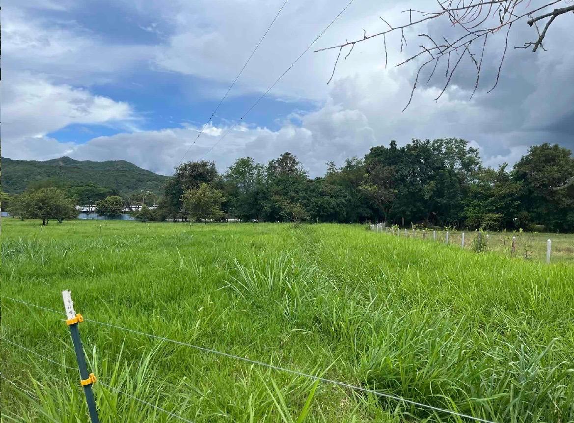 venta de lote en San Pedro valle del cauca corregimiento de los chancos - Imagen 11